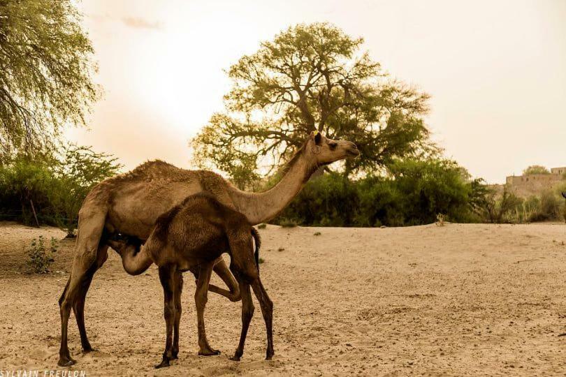 Hotel Deep Mahal Jaisalmer Luaran gambar