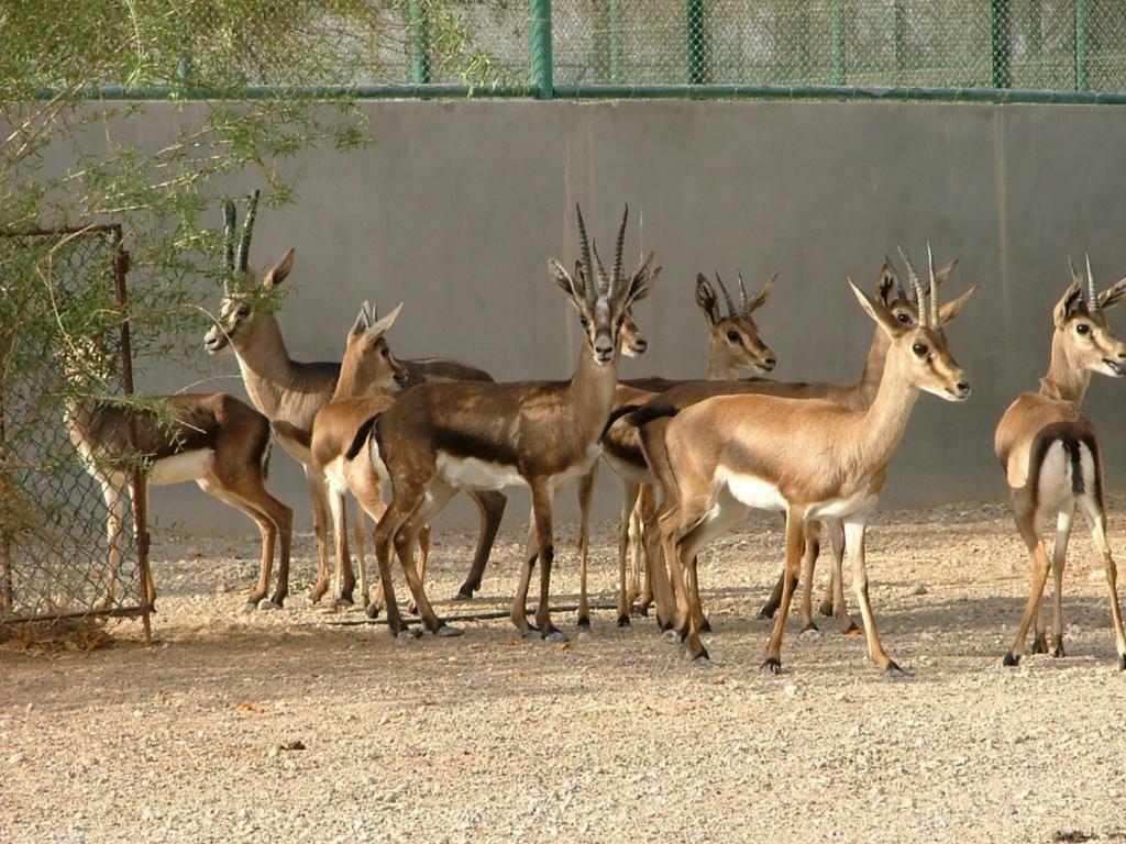 Hotel Deep Mahal Jaisalmer Luaran gambar